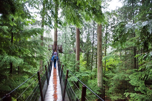 Ultimate Vancouver Tour with Suspension Bridge and Lunch