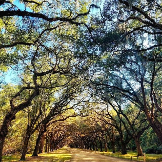 Visiting Savannah in January - See Sight Tours