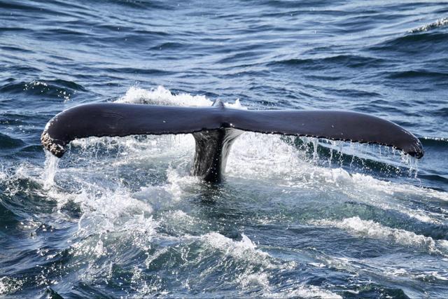 Bar Harbor Whale Watching - See Sight Tours