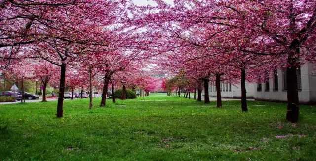 Vancouver cherry blossoms 2025 - A complete Guide - See Sight Tours