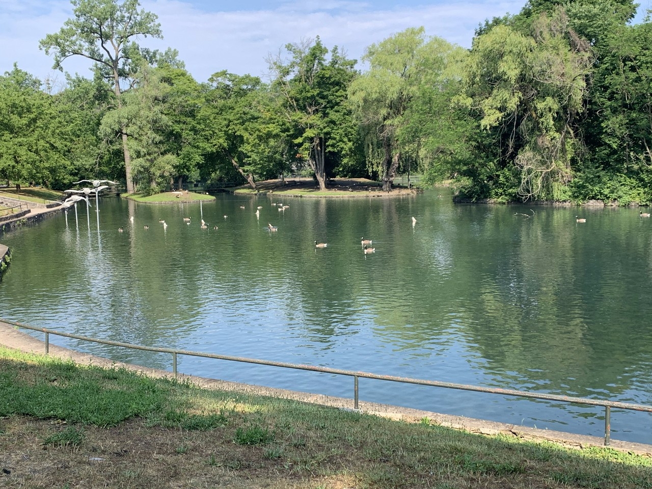 https://res.cloudinary.com/see-sight-tours/image/upload/v1594650565/geese-dufferin-island.jpg